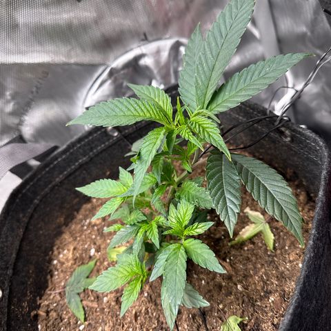 Miri Miri growlog photo: founds pest. will get a solution made and come back to spray. 
