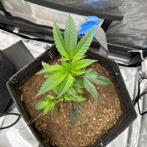 Iraida  growlog photo: opened up branch to get more light to center. plant looking good