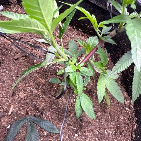 Iraida  growlog photo: opened up branch to get more light to center. plant looking good