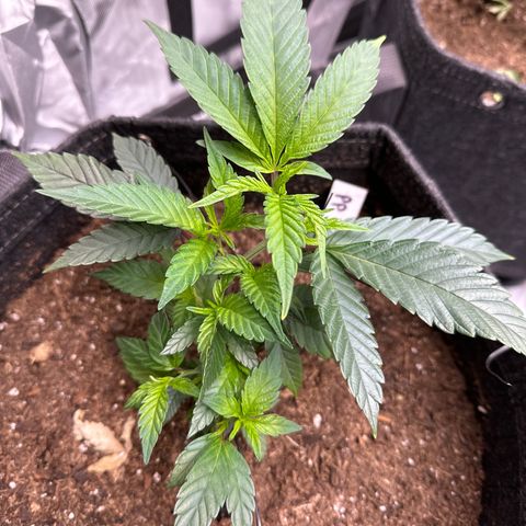 Michelle growlog photo: plant looking really good 