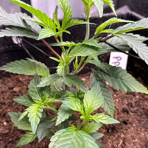 Michelle growlog photo: plant looking really good 