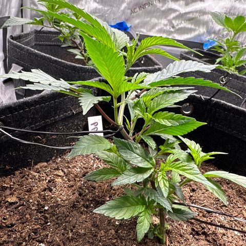Michelle growlog photo: plant looking really good 