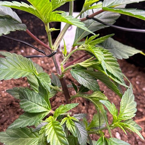 Michelle growlog photo: pushed a few fan leaves under other leaves to help get more light to center of plant 