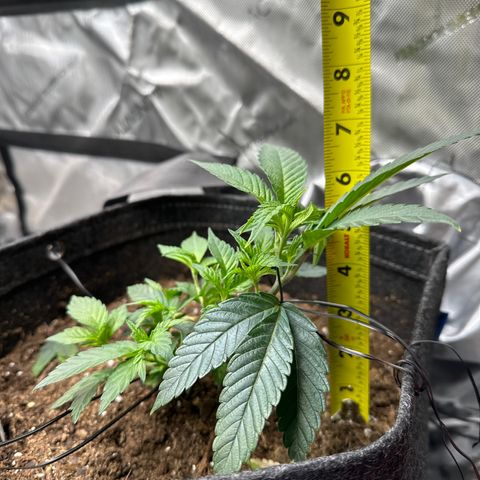 Miri Miri growlog timeline photo