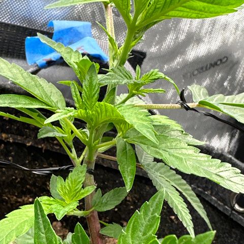Iraida  growlog photo: going to top right here... wish me luck! 