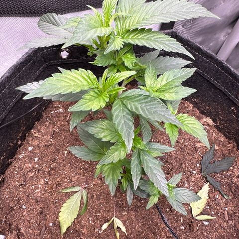 Rebecca  growlog timeline photo