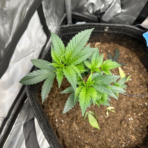 Rebecca  growlog timeline photo