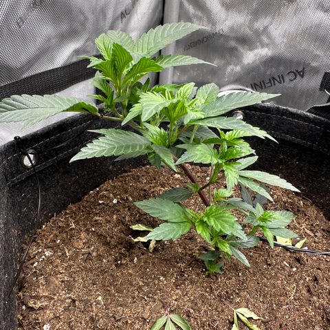 Rebecca  growlog timeline photo