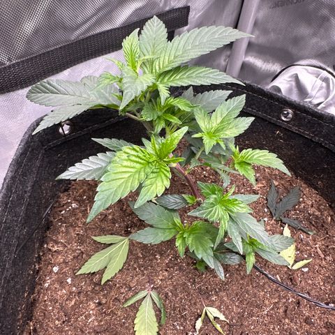 Rebecca  growlog photo: took fan leaf off to give more access to light 