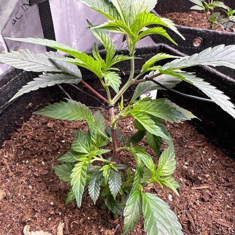 Michelle growlog photo: took one fan leaf off to give more light to the middle 