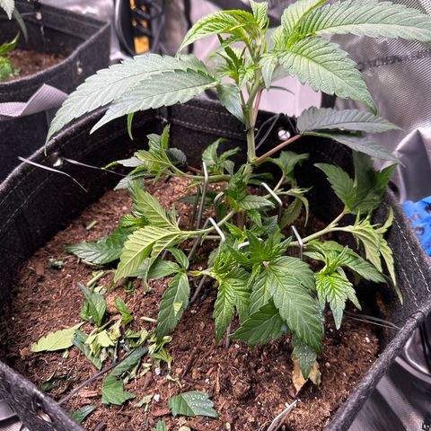 Miri Miri growlog timeline photo