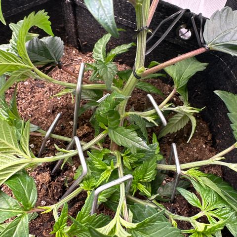 Miri Miri growlog timeline photo