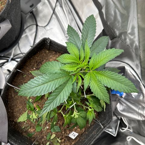 Miri Miri growlog timeline photo