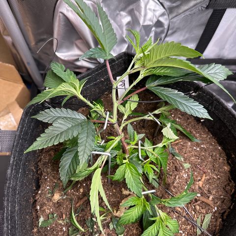 Michelle growlog timeline photo