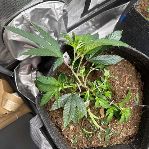 Michelle growlog timeline photo