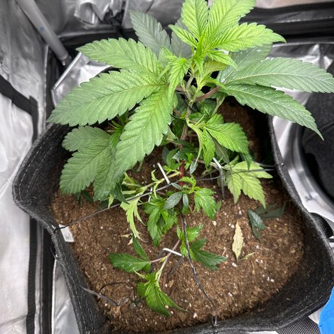 Rebecca  growlog timeline photo