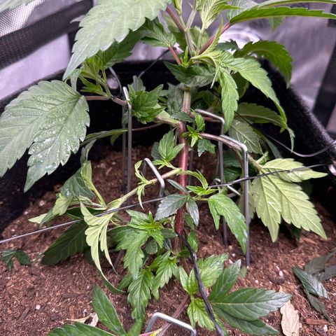 Rebecca  growlog timeline photo