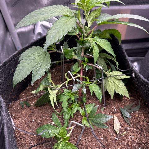 Rebecca  growlog timeline photo