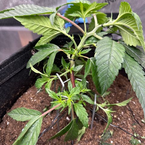 Iraida  growlog timeline photo