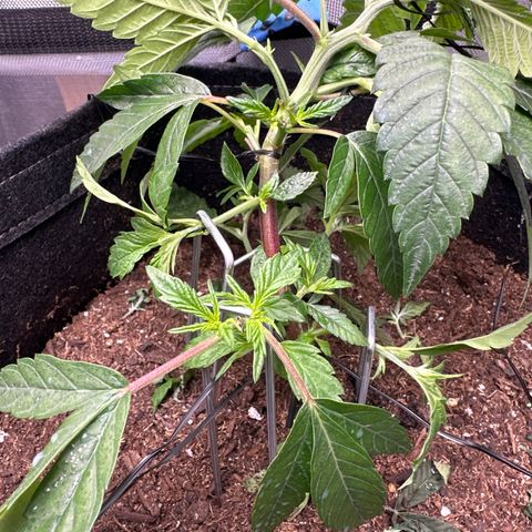 Iraida  growlog timeline photo