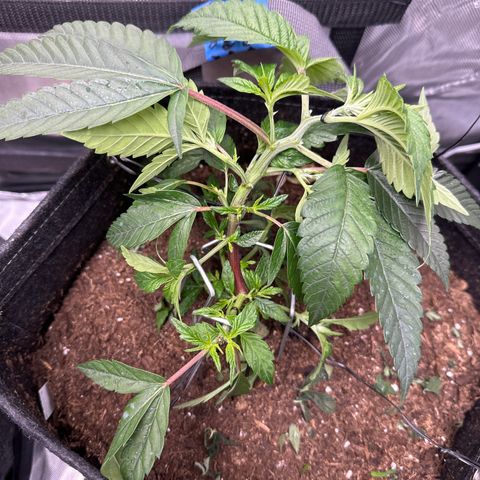 Iraida  growlog timeline photo