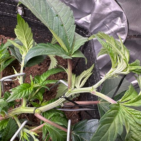 Miri Miri growlog timeline photo