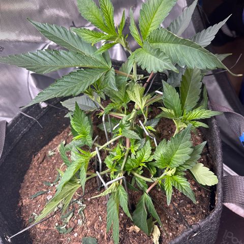 Miri Miri growlog photo: Day 1, moving growth out of the middle so new sites form