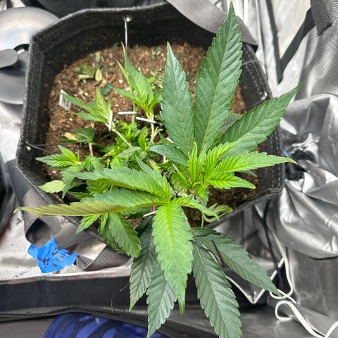 Miri Miri growlog photo: Day 1, moving growth out of the middle so new sites form