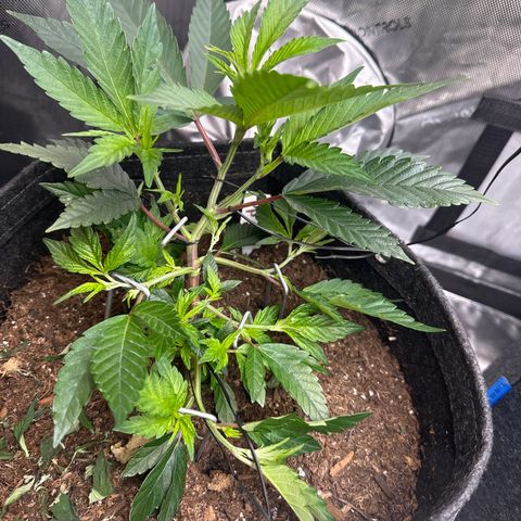 Michelle growlog timeline photo