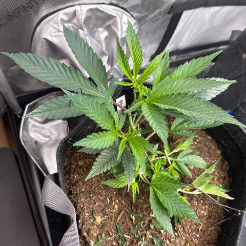 Michelle growlog timeline photo