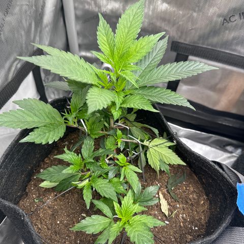 Rebecca  growlog timeline photo