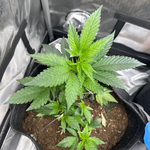Rebecca  growlog timeline photo