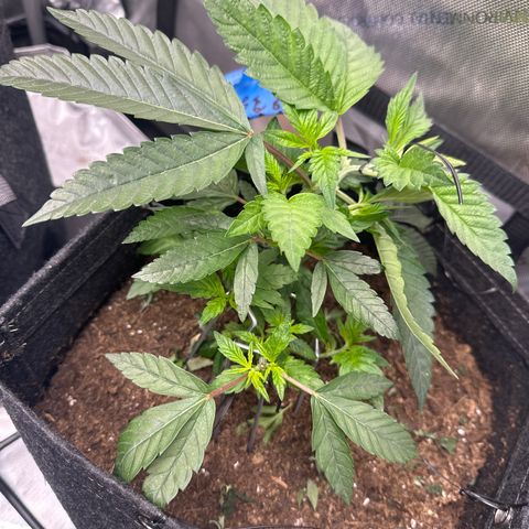 Iraida  growlog timeline photo