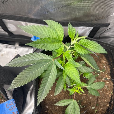Iraida  growlog timeline photo