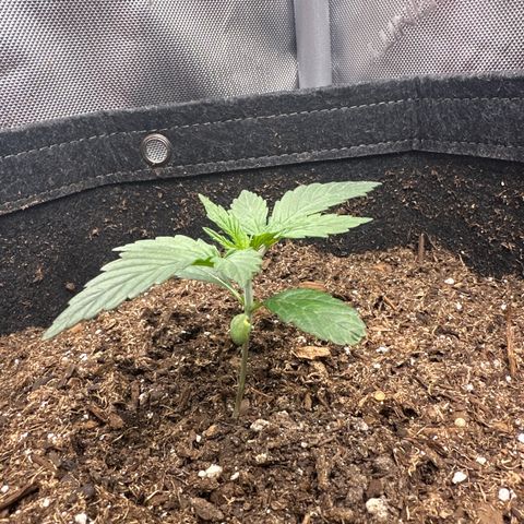 Tiny  growlog photo: going to raise temp in the brown tent. seem to have slowed growth over week 1 