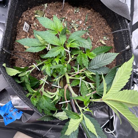 Miri Miri growlog timeline photo