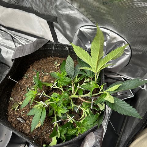 Miri Miri growlog timeline photo