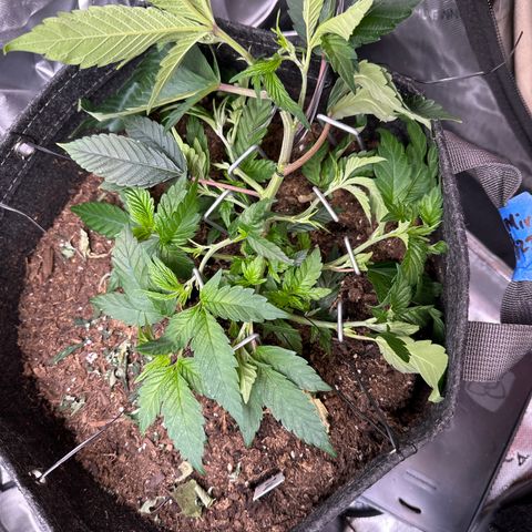 Miri Miri growlog timeline photo