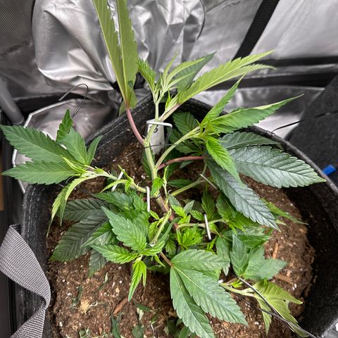 Michelle growlog timeline photo