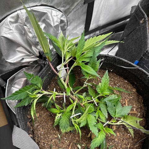 Michelle growlog timeline photo