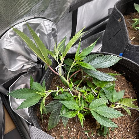 Michelle growlog timeline photo