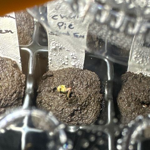 Cherry Pie - ILGM growlog timeline photo