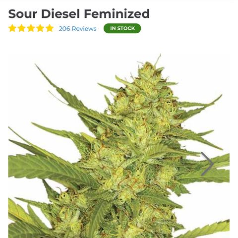 Sour Diesel - ILGM growlog photo