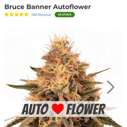 Bruce Banner Autoflower - ILGM growlog photo