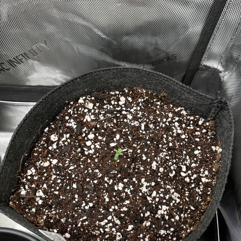 Bruce Banner Autoflower - ILGM growlog photo