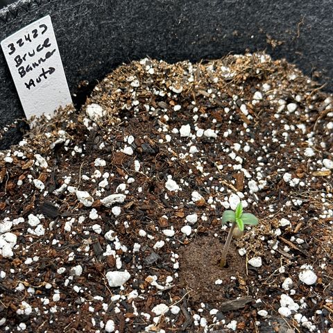 Bruce Banner Autoflower - ILGM growlog photo