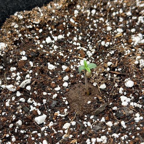 Bruce Banner Autoflower - ILGM growlog photo