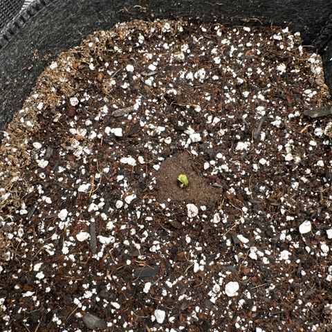 Bruce Banner Autoflower - ILGM growlog photo: Germinated 5 seeds, 3 broke ground and 2 developed tap roots but were growing slowly. I put the seeds in my living soil mix taproot down and put them in here with a cup on them. Let's see if they develop. They did germinate using the AC Infinity Humidity Dome will update log once they do/don't 