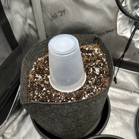 Bruce Banner Autoflower - ILGM growlog photo