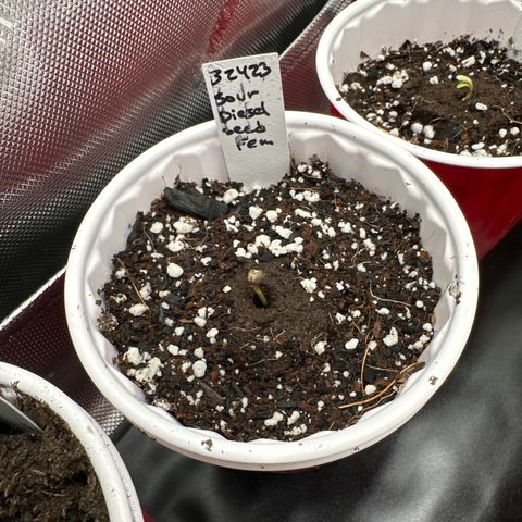 Sour Diesel - ILGM growlog photo